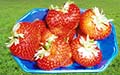 Erdbeeren aromatisch, süss, einfach lecker